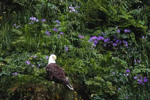 Haliaeetus Leucocephalus Images Stampe: Bald Eagle