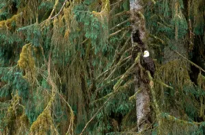 Haliaeetus Leucocephalus Images Stampe: Bald Eagle