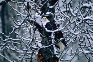 Snowy Tree Branches Stampe: Bald eagle sitting in a bare tree