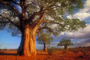 African Baobab Trees Stampe: Baobab trees
