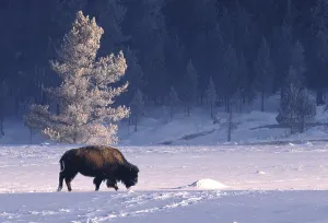 Bison In Yellowstone Stampe: Bison bison