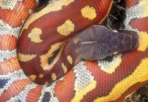 Snake Species Stampe: Blood python