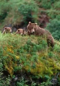 Ursidae Family Animals Stampe: Brown Bear