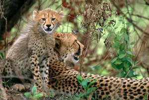 Cheetah Conservation Efforts Stampe: Cheetah
