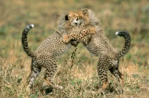 Endangered Mammals Stampe: Cheetah