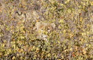 South African Mammals Stampe: Cheetah