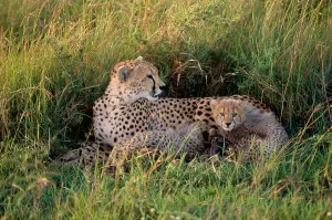 Cheetah Mother And Cub Stampe: Cheetah