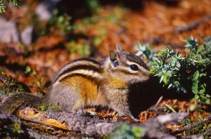 Woodland Animals Stampe: Least chipmunk, Alberta, Canada