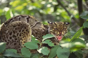 Clouded Leopard Stampe: Clouded Leopard