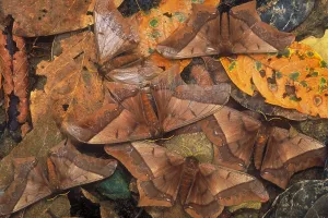 Peruvian Wildlife Stampe: Cryptic leaf moths blending