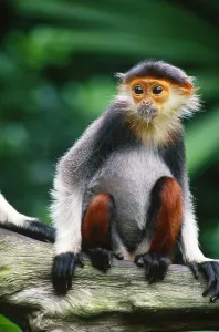 Captive Primate Photos Stampe: Douc langur