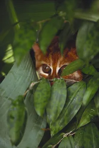 Borneo Wildlife Stampe: Flat Headed Cat