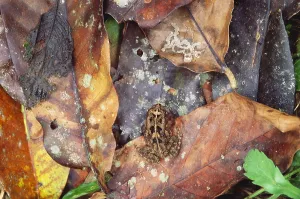 Camouflaged Wildlife Stampe: Frog On Leaf