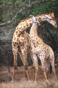 Wild Animal Interactions Stampe: Giraffe