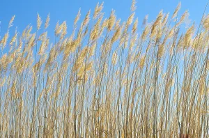 Bosque Del Apache Refuge Stampe: Grasses