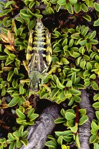 Insect Defense Mechanisms Stampe: Grasshopper
