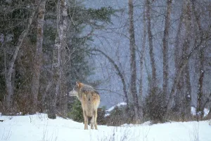 Gray Wolf Images Stampe: Gray Wolf