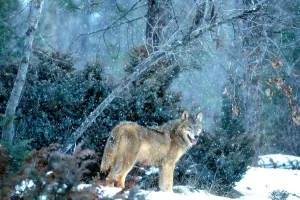American Wildlife Stampe: Gray Wolf at kill