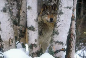 Grey Wolf Stampe: Grey wolf
