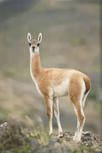 Outdoor Animal Photos Stampe: Guanaco