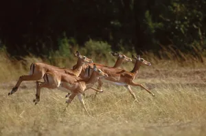 Aepyceros Melampus Species Stampe: Impala