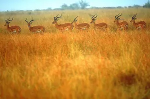 African Savanna Animals Stampe: Impalas
