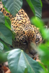 Big Cat Predators Stampe: Jaguar