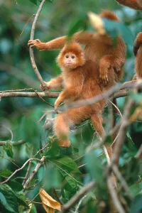 Indonesian Primates Stampe: Javan langur