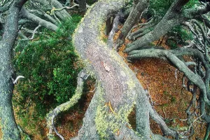 Volcanoes National Park Stampe: Koa forest