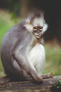 Tree Dwelling Animals Stampe: Leaf Monkey