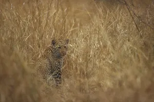 Panthera Pardus Habitat Stampe: Leopard