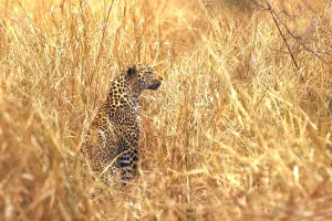 Panthera Pardus Images Stampe: Leopard