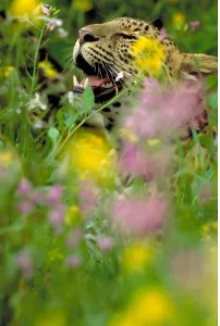 Panthera Pardus Images Stampe: Leopard