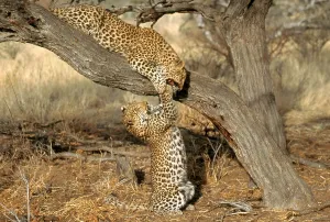 South African Mammals Stampe: Leopard (Panthera pardus)