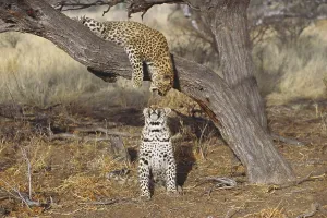 Panthera Pardus Images Stampe: Two leopards