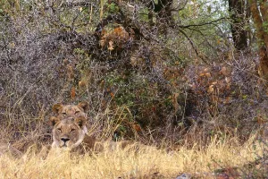 Panthera Leo Images Stampe: Two lions