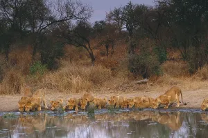 African Lions Stampe: Lions drinking