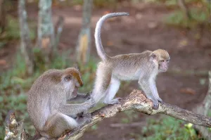 Borneo Wildlife Stampe: Long-Tailed Macaque