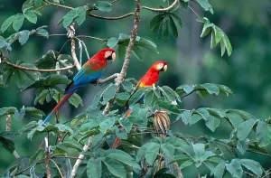 Amazon Rainforest Wildlife Stampe: Two Macaws