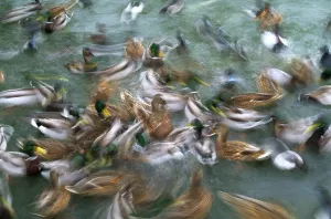 Wildlife Waterfowl Images Stampe: Mallards