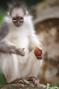 Primate Animals Stampe: Mitered Leaf Monkey