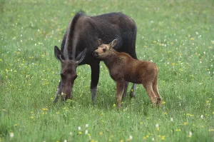 Yellowstone National Park Animals Stampe: Moose with calf