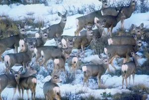 American Wildlife Stampe: Mule deer