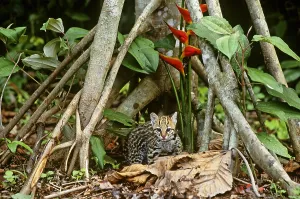 Endangered Cat Species Stampe: Ocelot (Leopardus pardalis)