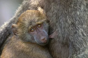 Primate Animals Stampe: Olive Baboon