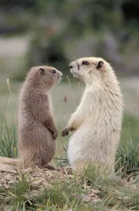 Olympic Marmot Stampe: Olympic Marmots