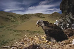 Mongolian Wildlife Stampe: Rough Legged Buzzard