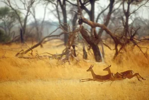 Okavango River Animals Stampe: Running impala