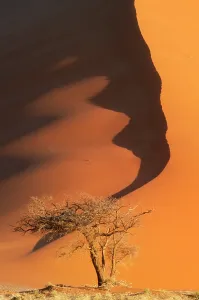 Sand Dune Scenery Stampe: Sand dunes, Namibia