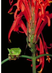 Wildlife In Peru Stampe: Sharp-backed Monkey Tree Frog